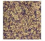 Seeds germinate - Red Clover